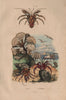 SEASHORE. Padine (Peacock's tail). Pagures (Hermit Crabs) 1833 old print