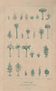 PALEONTOLOGY. Reconstructed plant fossils 1833 old antique print picture