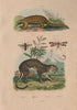 Pangolin. Pangonia (Horsefly). Panorpa (Scorpionfly). Panthère (Panther) 1833