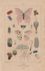 LEPIDOPTERA. Papillons (Butterflies) I. Détails théoriques et anatomiques 1833