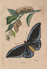 LEPIDOPTERA. Papillons (Butterflies) II. Caterpillar 1833 old antique print