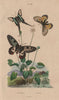 LEPIDOPTERA. Papillons (Butterflies) V. (Parnassie Parnassia) 1833 old print