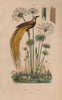 BIRDS/PLANTS. Papyrus. Paradis (Raggiana Bird of Paradise) 1833 old print