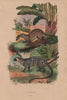 MAMMALS. Paradoxures (Palm Civets) 1833 old antique vintage print picture