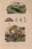 CRUSTACEANS. Parmacelle. Parnopès. Parthenope crab. Passale 1833 old print