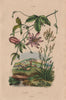 PLANTS. Passiflore (Passionflower). Pastel (Woad or Glastum) 1833 old print
