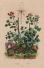 PLANTS. Pélargonium (Geranium). Pelecinus polyturator wasp 1833 old print