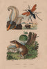 Pennatula (sea pen). Pepsis (tarantula hawk). Péraméle (Bandicoot) 1833 print