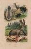 Phallus (stinkhorn mushroom). Phanaeus vindex (Rainbow scarab). Wombat 1833