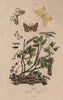 GEOMETER MOTHS Magpie moth.Swallow-tailed Moth.Looper Moth.Lace Border moth 1833
