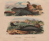 SEALS. Phoque commun (common Seal). Phoque à trompe (S (Elephant seal) 1833