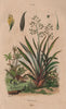 PLANTS. Phormion (New Zealand Flax) 1833 old antique vintage print picture