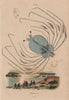 PHYLLOSOMA. Larval stage of spiny, slipper & coral lobsters. Crustaceans 1833