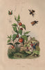 Phymatinae (Ambush Bugs). Physalis (Cape Gooseberry) 1833 old antique print