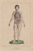 PHYSIOLOGY. Homme. Man. Visceres Viscera. Intestines Lungs 1833 old print