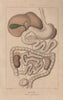 PHYSIOLOGY. Homme (appareil digestif). Digestive system 1833 old antique print