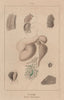 PHYSIOLOGY. Ruminans (appareil digestif). Ruminant digestive system 1833 print