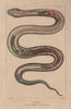 SNAKE PHYSIOLOGY. Organes de la Gènèration. Organs 1833 old antique print