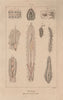 PHYSIOLOGY. Viscères (Viscera) des animaux articulés. Articulated animals 1833