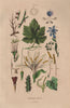 PLANTS. Physiologie Végétale. Leaves thorns flowers 1833 old antique print
