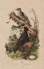 Pic Noir/Epeiche moyenne. Black & juvenile Great Spotted Woodpeckers 1833