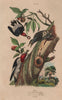 RED-HEADED WOODPECKER. Male Female Juvenile 1833 old antique print picture