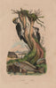 Pic Tridactyle (Eurasian Three-Toed Woodpecker). Picarel fish 1833 old print