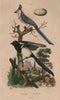 BIRDS. Pie (common Magpie). Pie Commandeur (White-throated Magpie-Jay) 1833