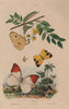 PIERIDAE BUTTERFLIES Cloudless Sulphur. Great Orange Tip. Mexican Yellow 1833