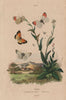 PIERIDAE BUTTERFLIES Orange Tip. Blue-Spotted Arab (Colotis phisadia) 1833