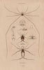 BIOLOGY. Phalangiens (Spider Crabs) II 1833 old antique vintage print picture