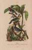 PIGEONS. Pink-headed fruit dove. Green pigeon. Mindoro bleeding-heart dove 1833