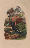 POUTER PIGEONS. Pigeon Cavalier faraud. Pigeon Lillois élégant. Lille 1833