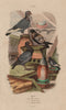 PIGEONS. Turkish. Bai doré Suisse swiss. Bagadais bâtard 1833 old print