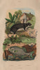 Pilobole (Muskrat). Pilori. Piméleptére (Kyphosus. Sea Chub) 1833 old print