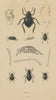 INSECTS. Pimélies (Pimelia - Darkling beetles) 1833 old antique print picture