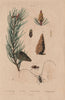 Scots pine. Red Pine. Lamie tisserand/Long-horned beetle.Hylurgus piniperda 1833