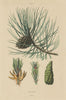 TREES. Pin Laricio. Pinus nigra var. corsicana (Corsican Black Pine) 1833