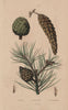 PINE TREE CONES Pinus pinea/resinosa/strobus (Italian stone/red/white pine) 1833