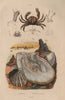 SEALIFE. Pinnothères (pinnotheres crabs). Pintadine (Pinctada/Mother Pearl) 1833