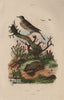 ANIMALS. Pipa (Surinam toad). Pipit bird 1833 old antique print picture