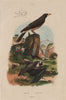 Pipistrelle bat. Pique Boeuf (Oxpecker) 1833 old antique vintage print picture