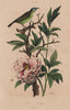 Pitpit. Pivoine (Peony) 1833 old antique vintage print picture