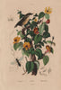 Platygaster robiniae. Platylobium plant. Platyrhinque (Flycatcher) 1833 print
