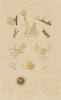 ANIMALS. Plumatella & Cristatella. Bryozoans. Moss Animals 1833 old print
