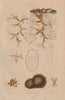 BRYOZOA. Plumatella & Alcyonella 1833 old antique vintage print picture
