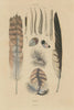 BIRD FEATHERS. Plumes 1833 old antique vintage print picture