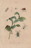 Brazilian blue & Palmetto weevils. Bristly millipede. King Solomon's-seal 1833