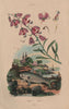 BOTANICALS. Polygale (Milkwort). Polynemidae (Threadfin) 1833 old print