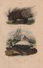 ANIMALS. Porc-Épic (Porcupine). Porcelain mollusc 1833 old antique print